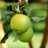 Chill Spritz Green Apple