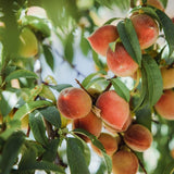 Chill Spritz Dark Peach