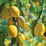 Chill Spritz Citrus Root